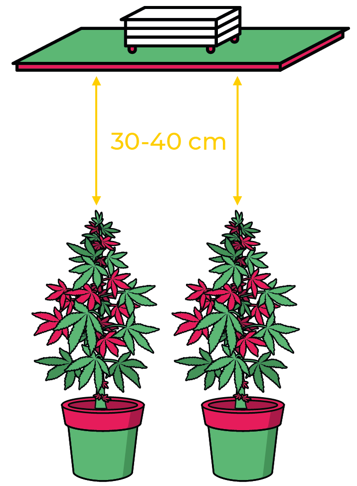 esquema jackson crecimiento plantas