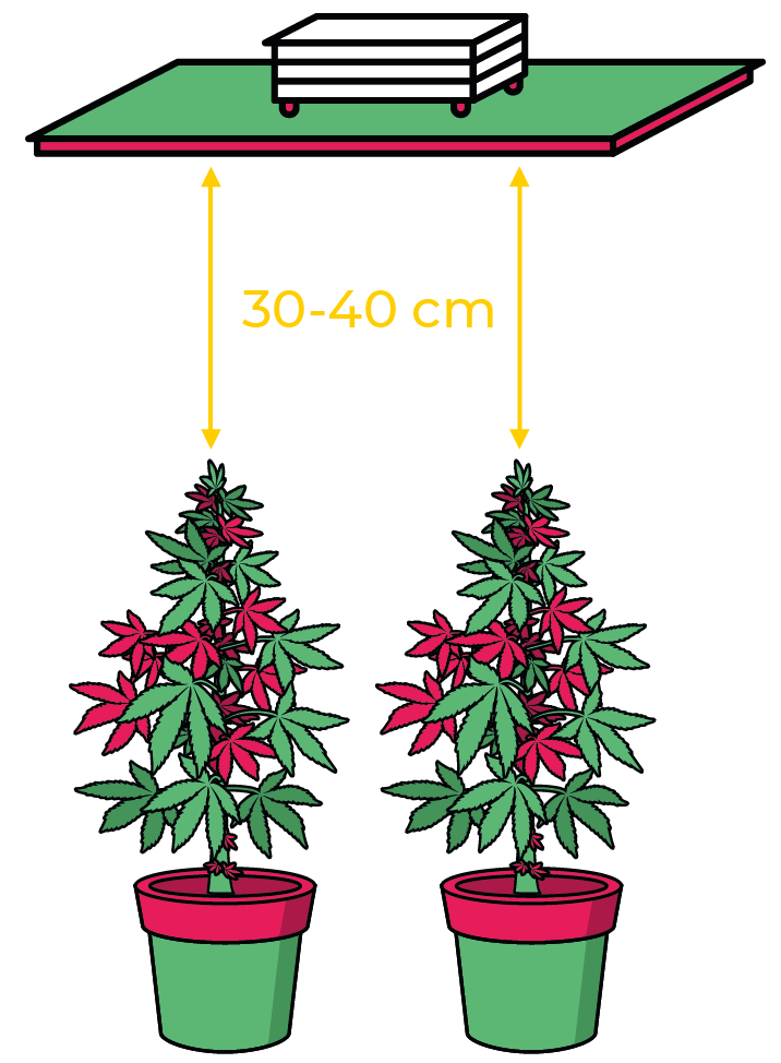 esquema jackson crecimiento plantas