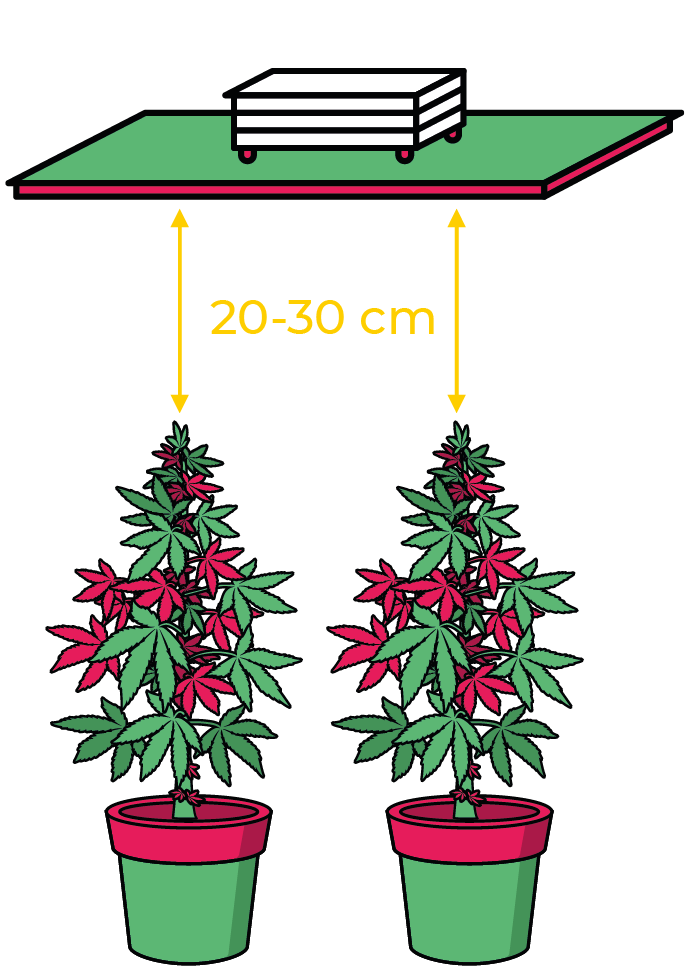 esquema the jackson floracion plantas