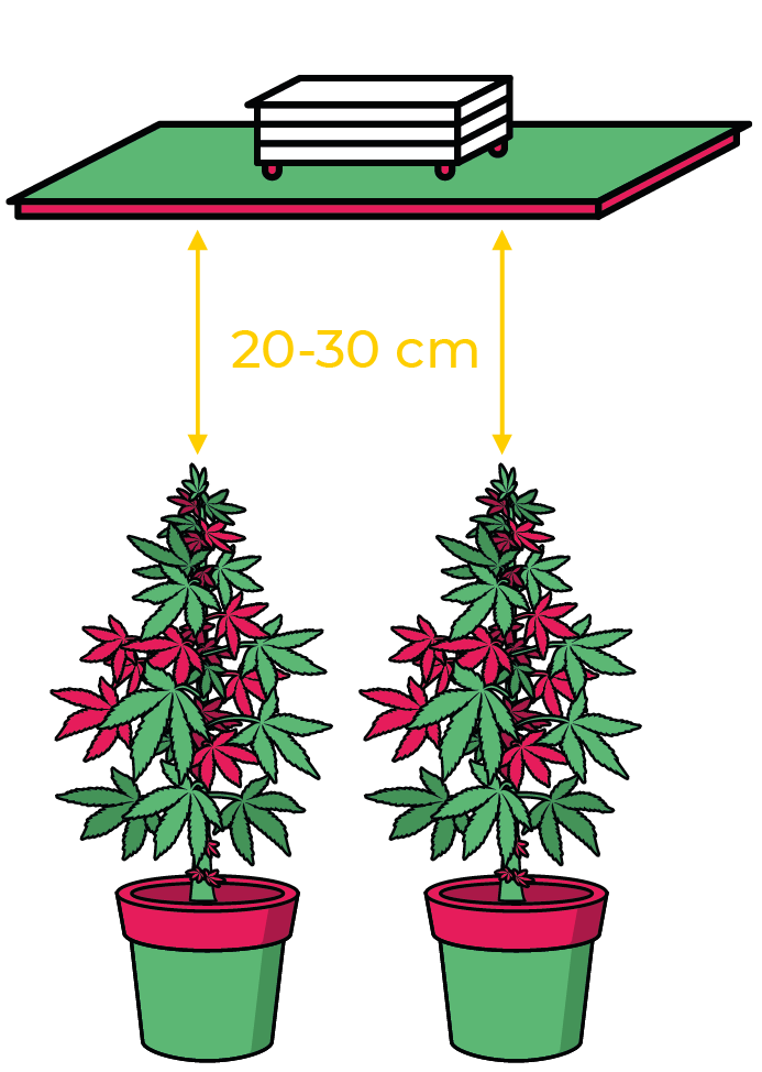 esquema the jackson floracion plantas
