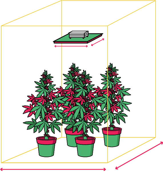 distribucion de plantas the jackson lite