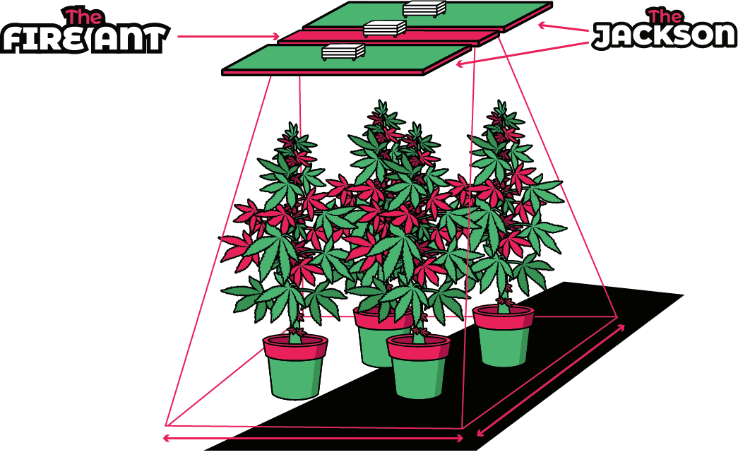 distribucion the fire ant cultivo